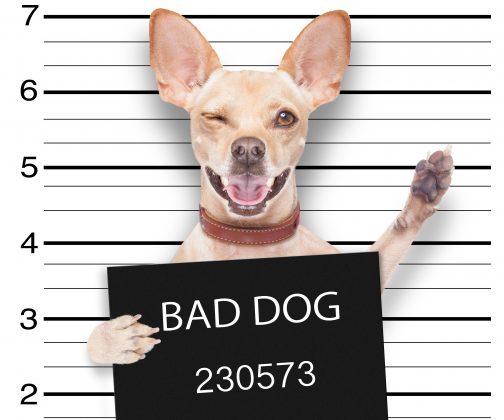 San Antonio Apartments Pet Freindly Apartments